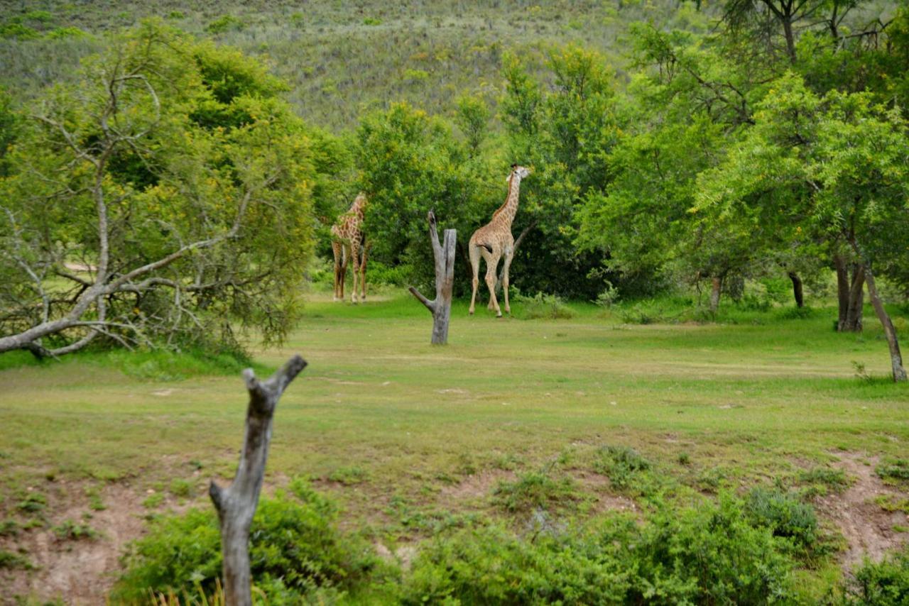 Hotel Garden Route Safari Camp Mossel Bay Zewnętrze zdjęcie